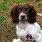 Springer Spaniel Puppies