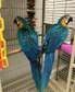 Blue and Gold Macaw parrots ready now.