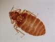 Cheap Pest Extermination Ngong/Kikuyu/Thika/Kabete/Ruai