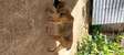 Boerboel puppy looking for a new home