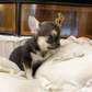 Baby Chihuahua needs a new home