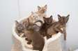 Burmese Kittens for sale.