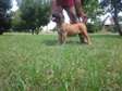 6-12 Month Male  and Female Purebred Boerboel