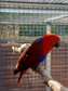 Eclectus female for sale 1 years old