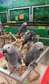 Adorable male and female African grey parrots for sale