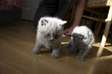 lovely Scottish Fold kittens for re-homing.