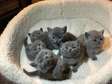 Blue British shorthair kittens for sale.