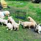 Excellent Golden retriever puppies for adoption