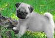 Beautiful Pug puppies is searching for quality home