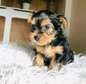 Cute Yorkie puppy for adoption