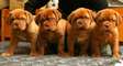 AKC Dogue De Bordeaux Puppies
