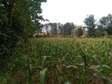 land for sale in Thindigua
