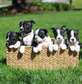 Boston-terrier puppies for adoption