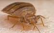 Bed Bugs Control Services Kitengela,Ngong,Thika,Athi River