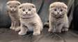 Blue Scottish Fold kittens available now.