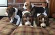 Beagle puppies for sale.