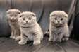 Blue Scottish Fold kittens available now.