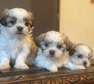 Maltese for now available for sale