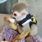 Capuchin monkeys