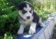 Adorable Siberian Husky puppies for sale