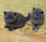 British shorthair kittens for adoption.