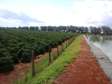475 Acres For Sale in Thika