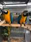 Blue And Gold Macaw Parrots available now.