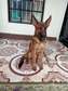 GERMAN SHEPHERDS fully vaccinated