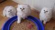 Beautiful Persian Kittens ready for a good home