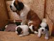 St Bernard puppies available