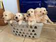 Golden Retriever puppies for pet lovers..