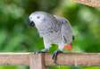 African grey parrot