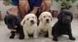 Labradol puppies for rehoming