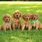 Sweet quality Golden retriver  puppies.