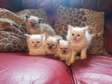 Ragdoll kittens available to loving permanent homes.