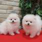Pomeranian puppies for sale.