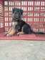 gsd pups for sale