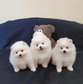 Gorgeous Pomeranian puppies for adoption.