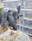 African Grey parrots for sale