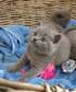 Sweet British Shorthair Kittens for sale.