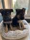 Registered German Shepherd Puppies For Re-Homing