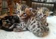 male and female bengal kitttens available