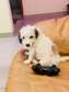 Pure breed Maltese puppy for pets lovers or family