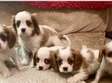 Blenheim Cavalier King Charles Spaniel Puppies for sale.