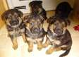 German shepherd puppies available now.