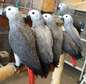 African Gray parrots available now.