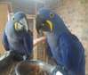 Hyacinth macaw parrots available now.