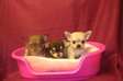 Top Class Chihuahua pups available now.
