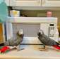 Bonded pair of African grey parrots ready to go.
