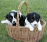 Border Collie puppies For sale